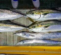 火遠理丸（ほおりまる） 釣果