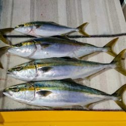 火遠理丸（ほおりまる） 釣果