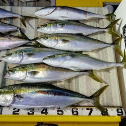 火遠理丸（ほおりまる） 釣果