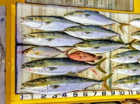 火遠理丸（ほおりまる） 釣果