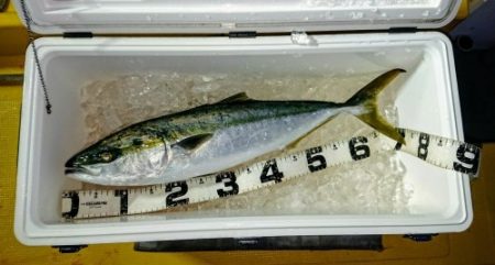 火遠理丸（ほおりまる） 釣果