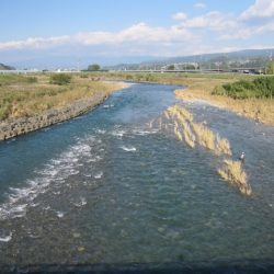 狩野川(狩野川漁業協同組合) 釣果