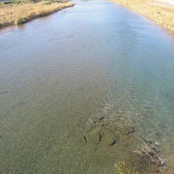 狩野川(狩野川漁業協同組合) 釣果