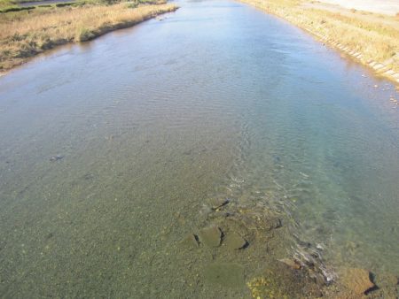 狩野川(狩野川漁業協同組合) 釣果
