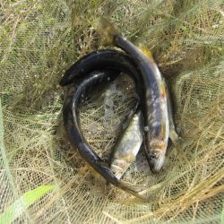 狩野川（狩野川漁業協同組合） 釣果