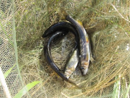 狩野川（狩野川漁業協同組合） 釣果