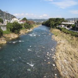 狩野川(狩野川漁業協同組合) 釣果