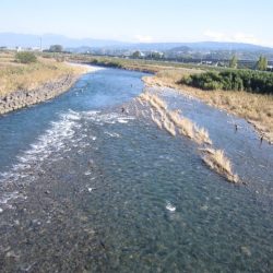 狩野川(狩野川漁業協同組合) 釣果