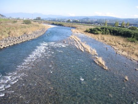 狩野川(狩野川漁業協同組合) 釣果