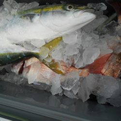 こうゆう丸 釣果