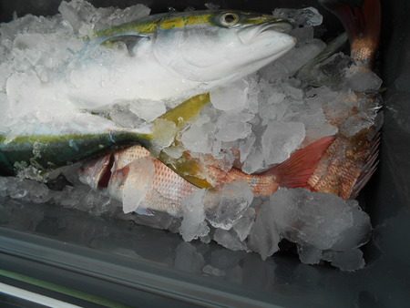 こうゆう丸 釣果