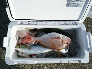 利八丸 釣果