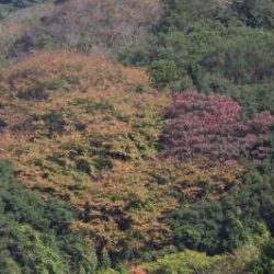 淡路じゃのひれフィッシングパーク 釣果