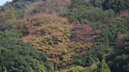 淡路じゃのひれフィッシングパーク 釣果