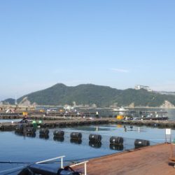 淡路じゃのひれフィッシングパーク 釣果