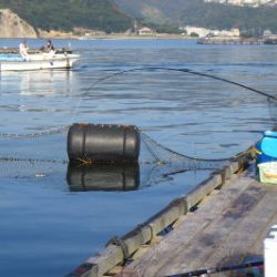 淡路じゃのひれフィッシングパーク 釣果