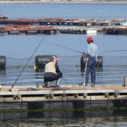 淡路じゃのひれフィッシングパーク 釣果