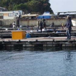 淡路じゃのひれフィッシングパーク 釣果