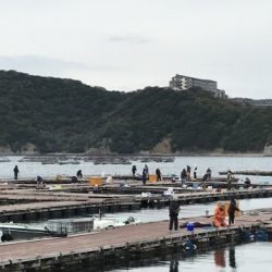 淡路じゃのひれフィッシングパーク 釣果