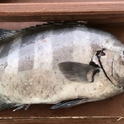 淡路じゃのひれフィッシングパーク 釣果