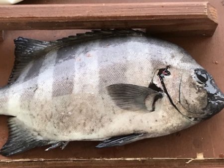 淡路じゃのひれフィッシングパーク 釣果