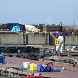 淡路じゃのひれフィッシングパーク 釣果
