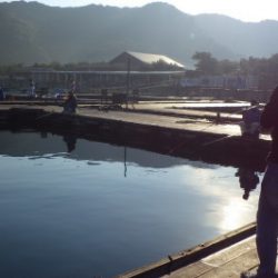 淡路じゃのひれフィッシングパーク 釣果