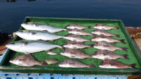 淡路じゃのひれフィッシングパーク 釣果