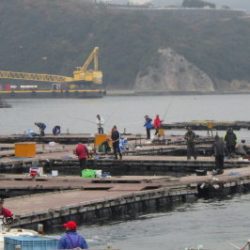 淡路じゃのひれフィッシングパーク 釣果