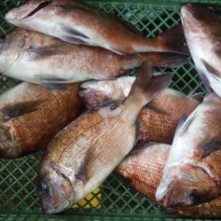 淡路じゃのひれフィッシングパーク 釣果