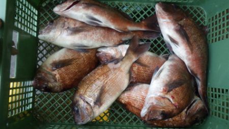 淡路じゃのひれフィッシングパーク 釣果