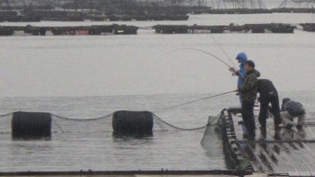 淡路じゃのひれフィッシングパーク 釣果