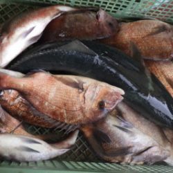 淡路じゃのひれフィッシングパーク 釣果