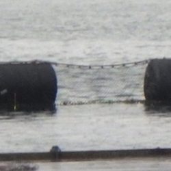 淡路じゃのひれフィッシングパーク 釣果