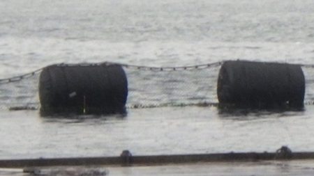 淡路じゃのひれフィッシングパーク 釣果