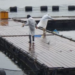 淡路じゃのひれフィッシングパーク 釣果