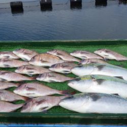 淡路じゃのひれフィッシングパーク 釣果