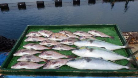 淡路じゃのひれフィッシングパーク 釣果