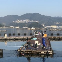 淡路じゃのひれフィッシングパーク 釣果