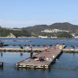 淡路じゃのひれフィッシングパーク 釣果