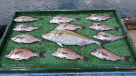 淡路じゃのひれフィッシングパーク 釣果