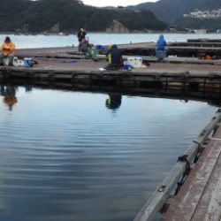 淡路じゃのひれフィッシングパーク 釣果