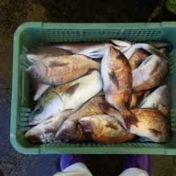 淡路じゃのひれフィッシングパーク 釣果