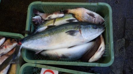 淡路じゃのひれフィッシングパーク 釣果