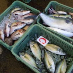 淡路じゃのひれフィッシングパーク 釣果