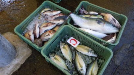 淡路じゃのひれフィッシングパーク 釣果