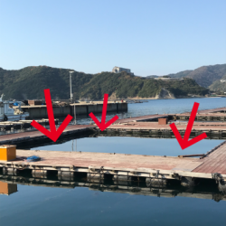 淡路じゃのひれフィッシングパーク 釣果