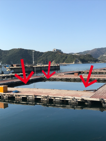 淡路じゃのひれフィッシングパーク 釣果