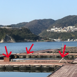 淡路じゃのひれフィッシングパーク 釣果