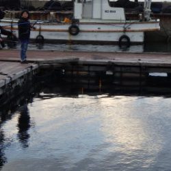 淡路じゃのひれフィッシングパーク 釣果